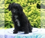 Small Photo #1 Aussie-Poo Puppy For Sale in FREDERICKSBURG, OH, USA