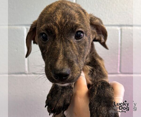 Medium Photo #4 Labrador Retriever-Unknown Mix Puppy For Sale in Washington, DC, USA