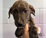 Small Photo #4 Labrador Retriever-Unknown Mix Puppy For Sale in Washington, DC, USA