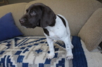 Small Photo #8 German Shorthaired Pointer Puppy For Sale in BLAINSPORT, PA, USA