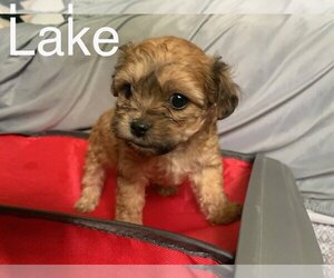Poodle (Miniature)-Shorkie Tzu Mix Puppy for Sale in RICHMOND, Virginia USA