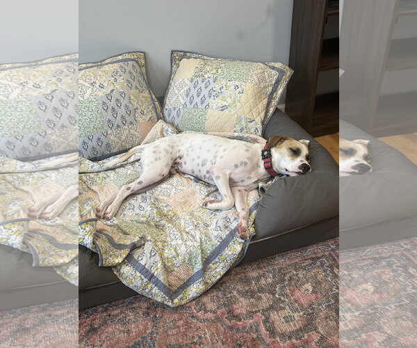 Medium Photo #3 Pointer-Staffordshire Bull Terrier Mix Puppy For Sale in Oakhurst, NJ, USA