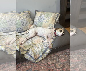 Apache - Little Trooper - Male Pointer-Staffordshire Bull Terrier Mix Dog for Adoption - Photo #3