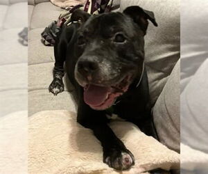 Mutt Dogs for adoption in Louisville, KY, USA