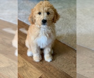 Goldendoodle Puppy for sale in NASHVILLE, TN, USA