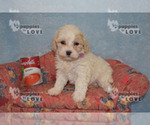 Small Photo #1 Poochon Puppy For Sale in SANGER, TX, USA