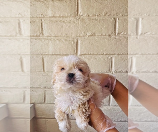 Medium Photo #2 Shih Tzu Puppy For Sale in EL PASO, TX, USA