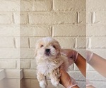 Small Photo #2 Shih Tzu Puppy For Sale in EL PASO, TX, USA