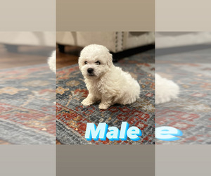 Bichon Frise Puppy for sale in ELDERWOOD, CA, USA