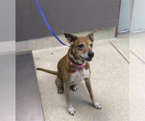Mutt Dogs for adoption in Tallahassee, FL, USA