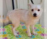 Small #2 Pomeranian