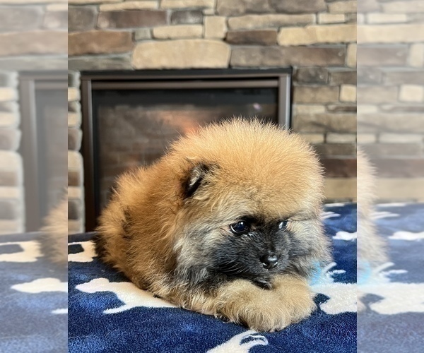 Medium Photo #3 Pomeranian Puppy For Sale in NOBLESVILLE, IN, USA