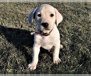 Labrador Retriever Puppy for sale in INDIANAPOLIS, IN, USA