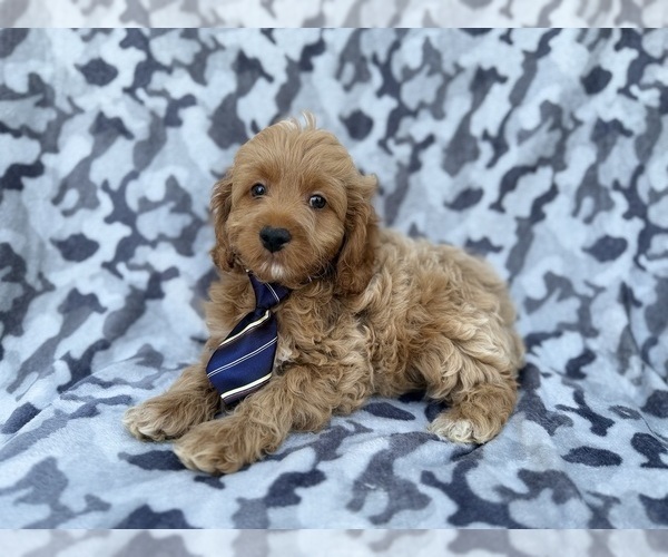 Medium Photo #3 Cock-A-Poo Puppy For Sale in LAKELAND, FL, USA