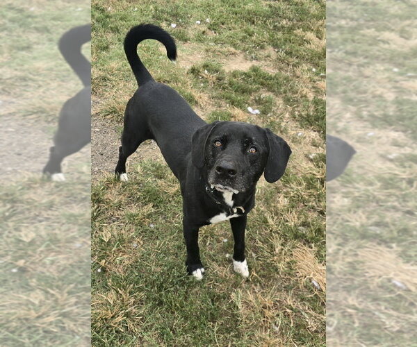 Medium Photo #2 Labrador Retriever Puppy For Sale in Evansville, IN, USA