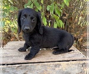 Dachshund Puppy for sale in MIDDLEBURY, IN, USA