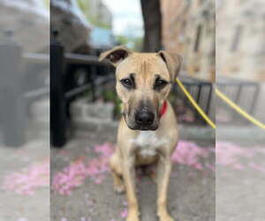 Mutt Dogs for adoption in Caldwell, NJ, USA