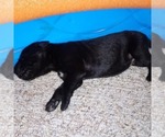 Small Photo #16 Great Dane Puppy For Sale in PIERSON, MI, USA