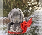 Small #2 Great Dane