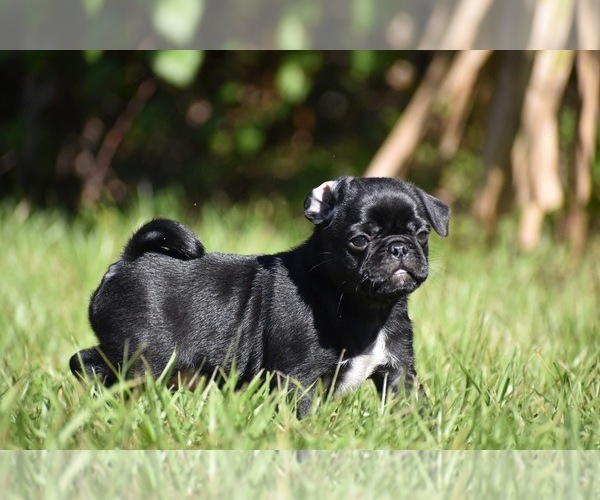Medium Photo #2 Pug Puppy For Sale in PALM COAST, FL, USA