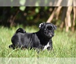 Scooby - Male Pug Puppy for Sale - Photo #2
