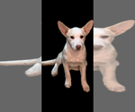 Small #2 Basenji-Labrador Retriever Mix