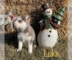 Small Photo #16 Siberian Husky Puppy For Sale in DEARBORN, MO, USA