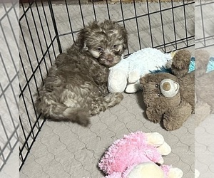 Shih Tzu Puppy for sale in GLOUCESTER, VA, USA