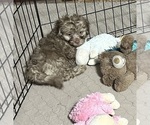 Image preview for Ad Listing. Nickname: Max