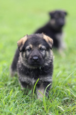 German Shepherd Dog Puppy for sale in FREDERICA, DE, USA