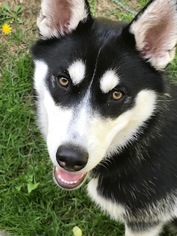 Mother of the Siberian Husky puppies born on 10/04/2018