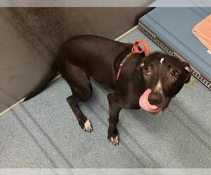 Labrador Retriever-Unknown Mix Dogs for adoption in Pearland, TX, USA