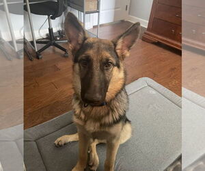German Shepherd Dog Dogs for adoption in La Grange , NC, USA
