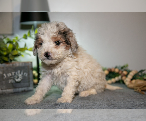 Medium Photo #7 Cavapoo (Miniature) Puppy For Sale in CAMDEN, MI, USA