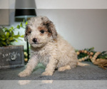 Small Photo #7 Cavapoo (Miniature) Puppy For Sale in CAMDEN, MI, USA