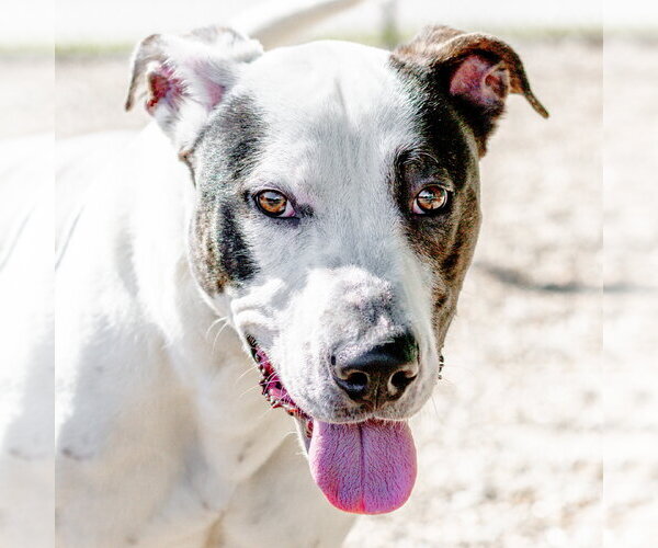 Medium Photo #2 Great Dane Puppy For Sale in Hilton Head, SC, USA