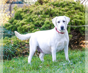 Mother of the Labrador Retriever puppies born on 07/14/2026