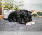 Small #2 Havanese