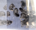 Small Photo #1 Rottweiler Puppy For Sale in FORT WASHINGTON, MD, USA