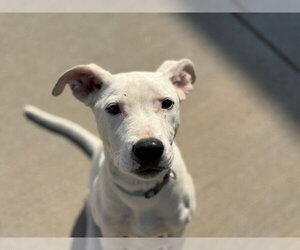 Mutt Dogs for adoption in Tulsa, OK, USA