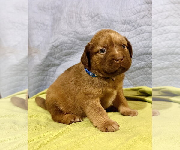 Medium Photo #4 American Staffordshire Terrier-Unknown Mix Puppy For Sale in Holly Springs, NC, USA