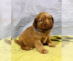 Small Photo #4 American Staffordshire Terrier-Unknown Mix Puppy For Sale in Holly Springs, NC, USA