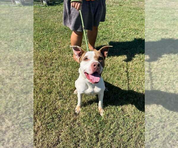 Medium Photo #1 Mutt Puppy For Sale in Abbeville, LA, USA