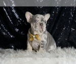 Small #4 French Bulldog