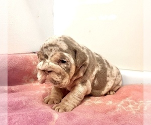 English Bulldog Puppy for Sale in REDWOOD CITY, California USA