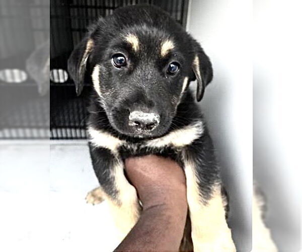 Medium Photo #1 German Shepherd Dog-Unknown Mix Puppy For Sale in Houston, TX, USA