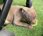 Puppy Butterscotch Boxer-Chihuahua Mix