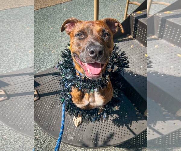 Medium Photo #4 American Staffordshire Terrier-Labrador Retriever Mix Puppy For Sale in Newport Beach, CA, USA