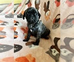 Small Photo #13 Pug Puppy For Sale in CLINTON, MI, USA