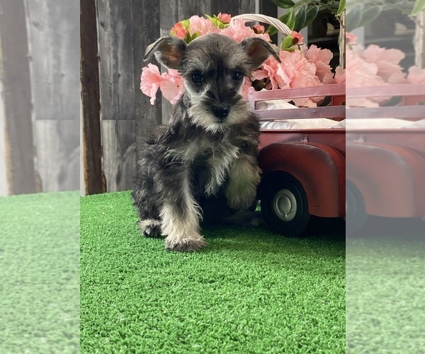 Medium Photo #3 Schnauzer (Miniature) Puppy For Sale in CANOGA, NY, USA